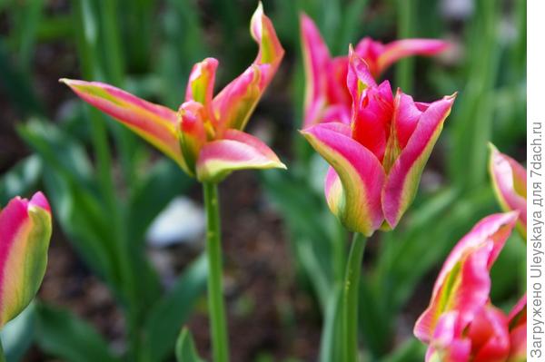Тюльпан садовый сорт Virichic, фото автора