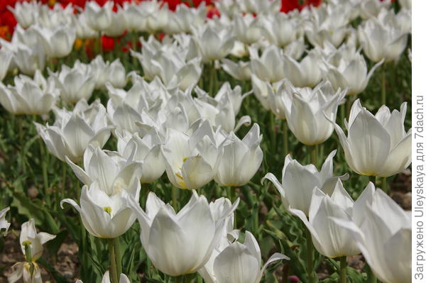 Цветут белые тюльпаны, фото автора