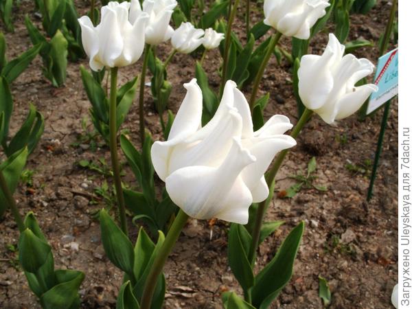 тюльпан садовый сорта white liberstar