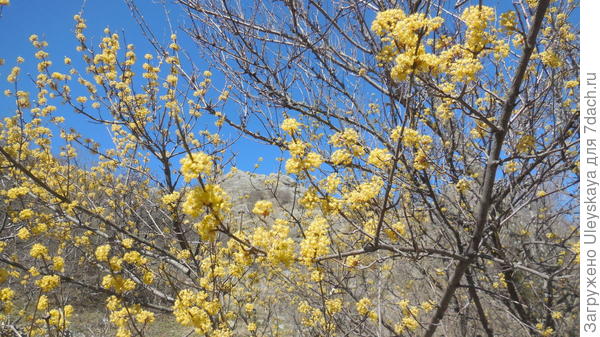 Везде тогда цвел кизил мужской