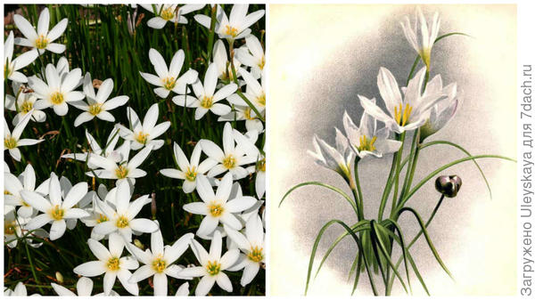 Зефирантес белый. Фото с сайта easytogrowbulbs.com. Его рисунок. Фото с сайта meemelink.com