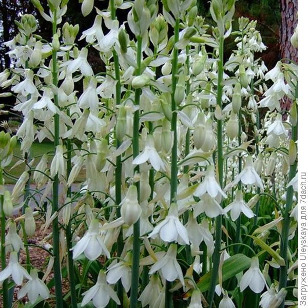 Гальтония белая. Фото с сайта easytogrowbulbs.com
