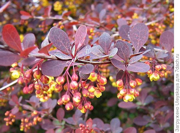 Барбарис оттавский Purpurea. Фото с сайта gardensonline.com.au