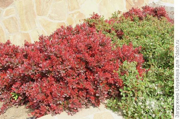 Барбарис Тунберга Atropurpurea Nana, фото автора