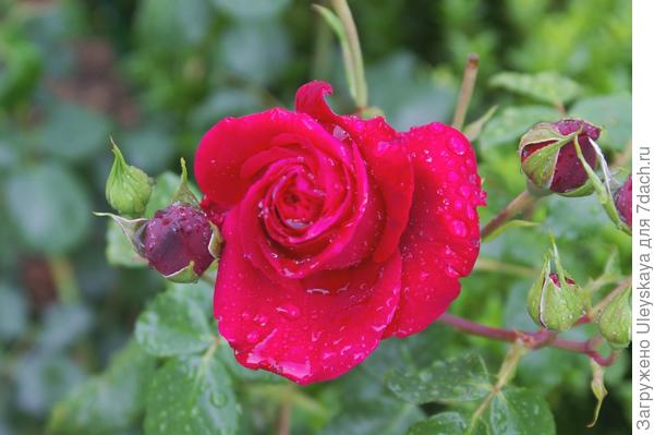 Роза садовая Samourai, фото автора