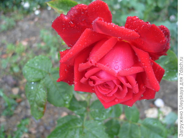 Роза садовая Комсомольский Огонёк, фото автора