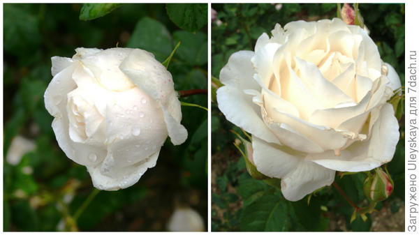 Роза садовая Белый Жемчуг, фото автора
