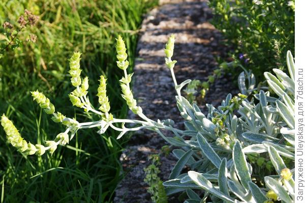 Железница крымская