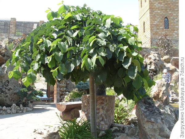 Вяз шершавый Pendula, фото автора
