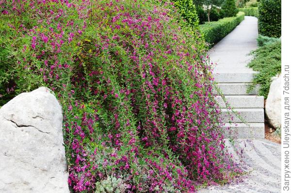 Леспедеца Тунберга с плакучими побегами особенно эффектна в цветении, фото автора
