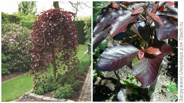 Бук лесной Purpurea Pendula, внешний вид. Фото с сайта web03.bruns.de. Побег крупным планом. Фото с сайта sadivo.com.ua