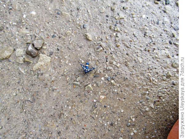 Насекомое с Демерджи