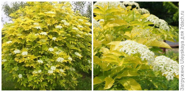 Бузина черная 'Aurea'. Фото с сайта plante.md. Побеги, соцветия крупным планом. Фото сайта hayefield.com