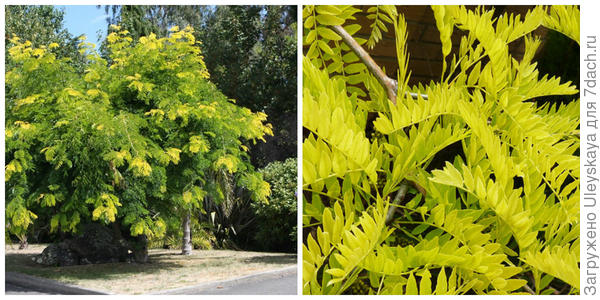 Деревья и кустарники с желтыми листьями: фото и названия, особенности  выращивания