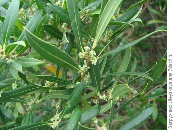 Филлерея узколистная. Фото с сайта commons.wikimedia.org