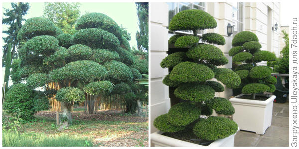 Филлирея широколистная сформированная в стиле ниваки. Фото с сайта architecturalplants.com. Она же в ниваки. Фото с сайта architecturalplants.com
