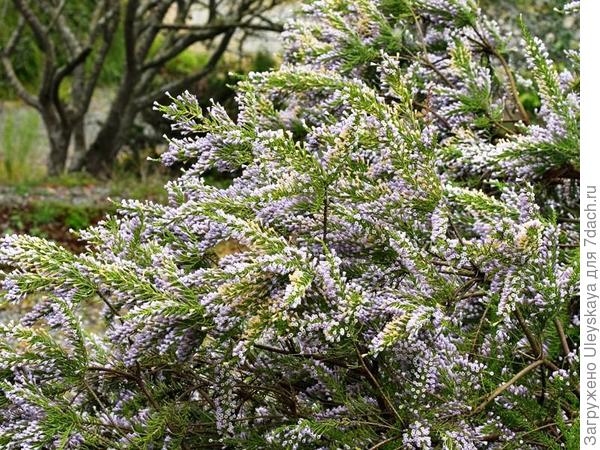 Фабиана черепитчатая f. violaceae. Фото с сайта google.ru