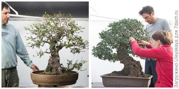 Филлирея широколистная в стиле бонсай, её формировка. Фото с сайта animabonsai.com