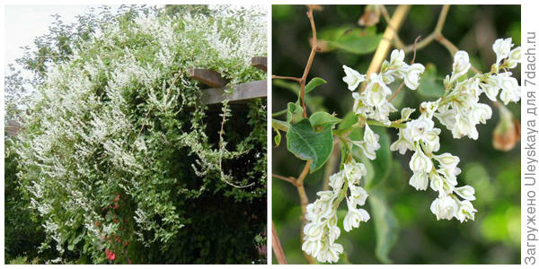 Горец Оберта, внешний вид. Фото с сайта google.ru. Цветки. Фото с сайта maltawildplants.com.
