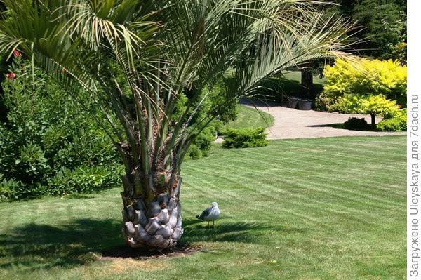 Золотистый сумах на фоне бутии головчатой