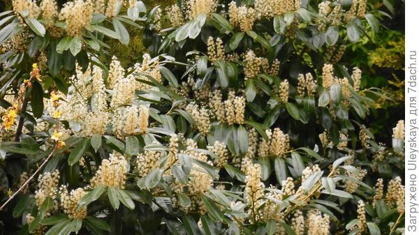 Цветет лавровишня лекарственная в мае, выступая ароматизатором пространства