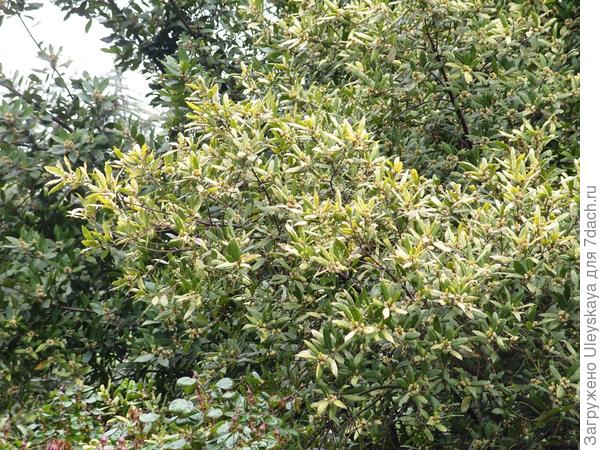 Лавр благородный Золотистый, фото автора