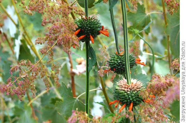 Маклейя мелкоплодная плюс леонотис пустырниковый, фото автора