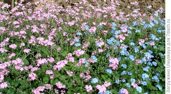 Незабудка с розовыми и голубыми цветками