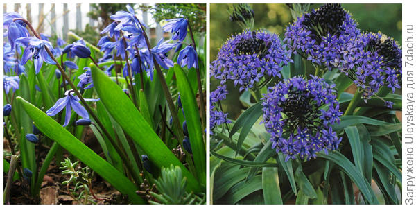 Пролеска сибирская, фото автора. Пролеска перуанская. Фото с сайта easytogrowbulbs.com