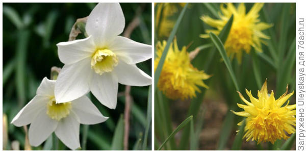Нарцисс сорт White Lady. Фото с сайта avonbulbs.co.uk Нарцисс сорт Rip van Winkle, фото автора