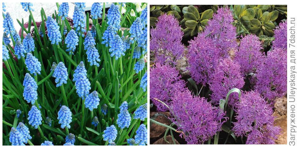 Мускари армянский сорт Heavenly Blue. Фото с сайта gardensonline.com.au. Мускари хохлатый Plumosum. Фото с сайта flower-garden.com.ua