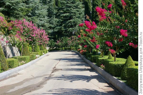 Лагерстремия индийская на Южном берегу Крыма, фото автора