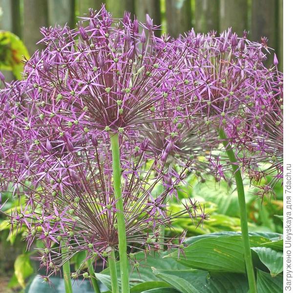 Лук Христофа. Фото с сайта easytogrowbulbs.com Лук Христофа. Фото с сайта easytogrowbulbs.com
