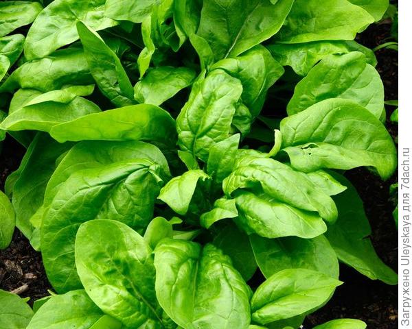 Шпинат и шпинатные растения: рецепты необычных блюд