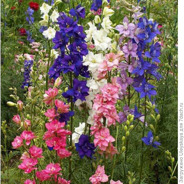 Дельфиниум Аяксов. Фото с сайта gardenpost.co.nz