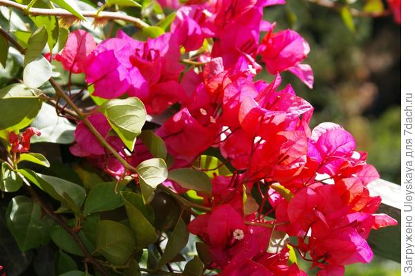 Бугенвиллея голая