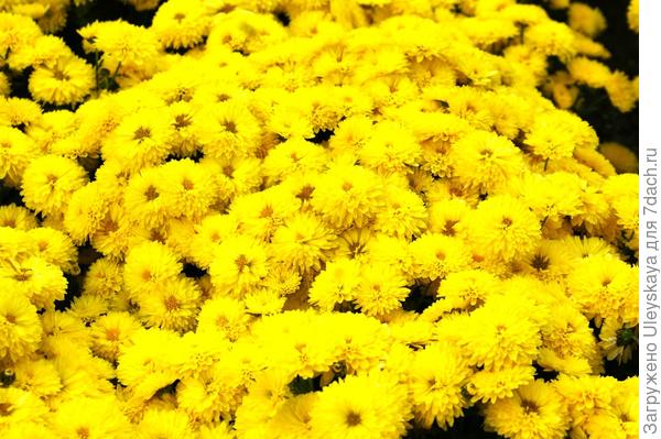 Хризантема садовая сорт Axima yellow