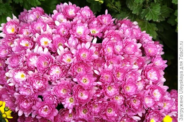 Хризантема садовая сорт Proxima Violet