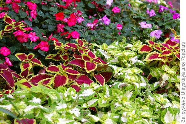 Колеусы с бальзамина в октябре, Южный берег Крыма