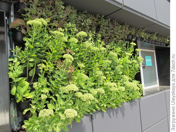 Оформление южной стороны с помощью горшечных очитков