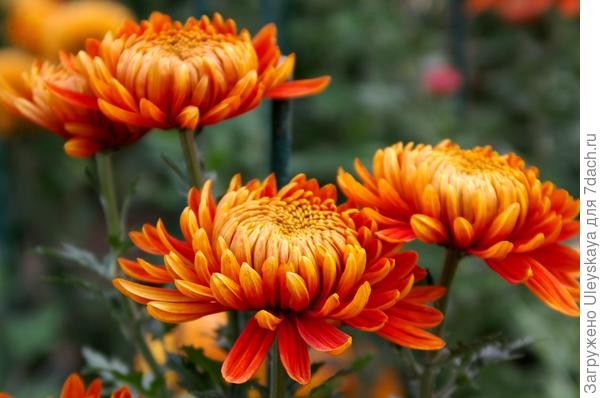 Дендрантема садовая сорт Perfection Orange