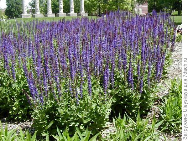 Бордюр из шалфея лекарственного. Фото с сайта willowaynurseries.com