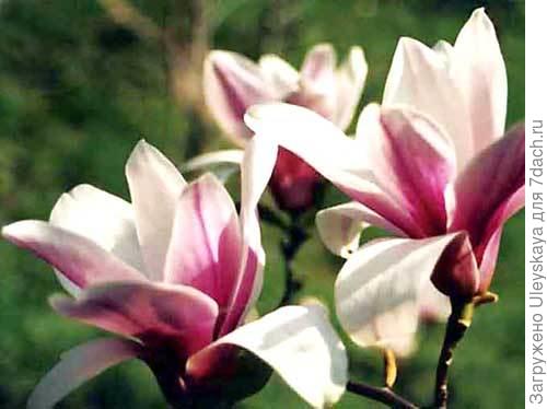 Магнолия лилиецветная. Фото с сайта nbg.kiev.ua