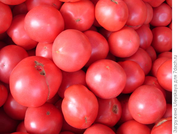 Средние розовые томаты, фото автора