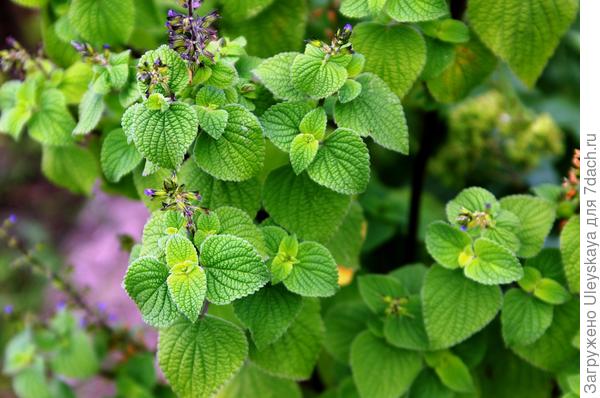 Это тоже сальвия или шалфей