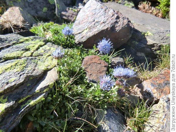 Букашник курчавый, фото с сайта alpine-seeds.com