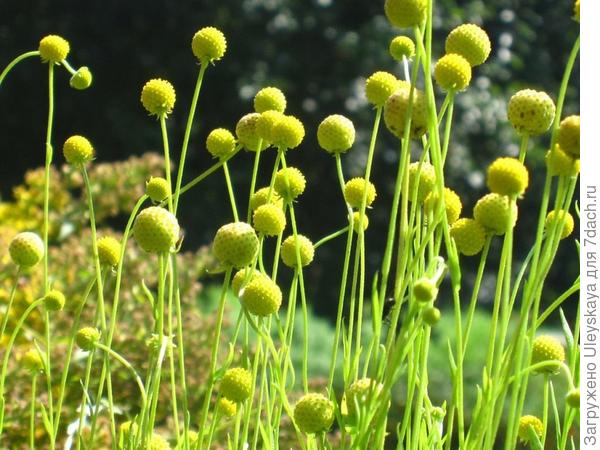 Цефалофора ароматная. Фото с сайта botanichka.ru