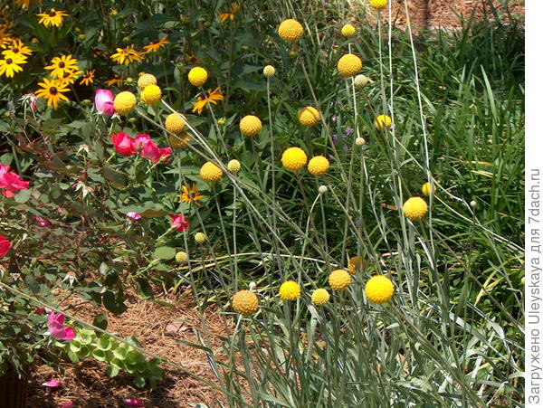 Краспедия шаровидная. Фото с сайта onlineplantguide.com