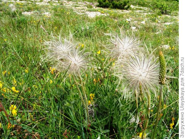Прострел крымский в июне на Ай-Петри