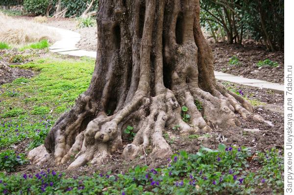 Старая маслина в Никитском ботаническом саду